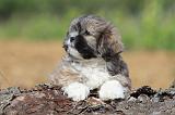 LHASSA APSO 094